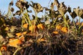 Pumpkin field Royalty Free Stock Photo