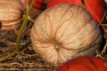 Pumpkin field Royalty Free Stock Photo