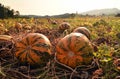 Pumpkin field with big orange ripe pumpkins