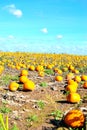 pumpkin field and blue skies Royalty Free Stock Photo