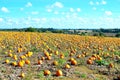 pumpkin field and blue skies Royalty Free Stock Photo