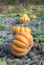 Pumpkin field in a country farm. Royalty Free Stock Photo