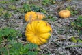 Pumpkin field in a country farm. Royalty Free Stock Photo