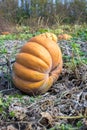 Pumpkin field in a country farm. Royalty Free Stock Photo