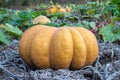 Pumpkin field in a country farm. Royalty Free Stock Photo