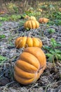 Pumpkin field in a country farm. Royalty Free Stock Photo