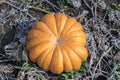 Pumpkin field in a country farm. Royalty Free Stock Photo