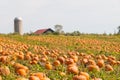 Pumpkin field in a country farm, autumn landscape. Royalty Free Stock Photo