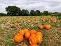 Pumpkin field in a country farm