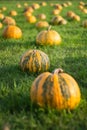 Pumpkin field in a country farm. Autumn landscape. Royalty Free Stock Photo