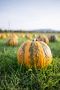 Pumpkin field in a country farm. Autumn landscape. Royalty Free Stock Photo