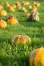 Pumpkin field with different type of huge pumpkins on autumn day. Royalty Free Stock Photo