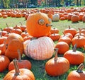 Pumpkin Field