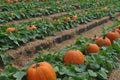 Pumpkin field with lush green leaves Royalty Free Stock Photo