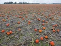 Pumpkin field in the netherlands in the province of groningen near loppersum