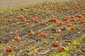 Pumpkin Field in Late Autumn Royalty Free Stock Photo