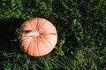 Pumpkin in the field at sunset. Autumn harvest. Celebration happy Thanksgiving day and fall background. Vegetable garden. Growing Royalty Free Stock Photo