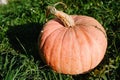 Pumpkin in the field at sunset. Autumn harvest. Celebration happy Thanksgiving day and fall background. Vegetable garden. Growing Royalty Free Stock Photo