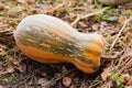 Pumpkin In field at Sunset, autumn harvest. Photo pumpkin grows in the garden. Pumpkin patch. Halloween and Thanksgiving symbol. Royalty Free Stock Photo