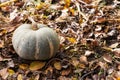 Pumpkin In field at Sunset, autumn harvest. Photo pumpkin grows in the garden. Pumpkin patch. Halloween and Thanksgiving symbol. Royalty Free Stock Photo
