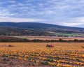 Pumpkin field at sunset. Beautiful landscape in Hungary. Autumn Royalty Free Stock Photo