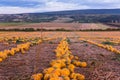 Pumpkin field at sunset. Beautiful landscape in Hungary. Autumn Royalty Free Stock Photo