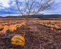 Pumpkin field at sunset. Beautiful landscape in Hungary. Autumn Royalty Free Stock Photo