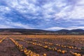 Pumpkin field at sunset. Beautiful landscape in Hungary. Autumn Royalty Free Stock Photo