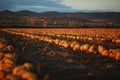 Pumpkin field at sunset. Beautiful landscape in Hungary