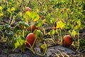 Pumpkin field sunset Royalty Free Stock Photo