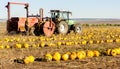 pumpkin field with a tractor during the harvest, Lower Austria Royalty Free Stock Photo