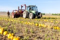 pumpkin field with a tractor during the harvest, Lower Austria Royalty Free Stock Photo