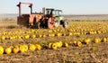 pumpkin field with a tractor during the harvest, Lower Austria Royalty Free Stock Photo
