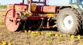 pumpkin field with a tractor during the harvest, Lower Austria Royalty Free Stock Photo