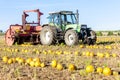 pumpkin field with a tractor during the harvest, Lower Austria Royalty Free Stock Photo