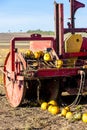 pumpkin field with a tractor during the harvest, Lower Austria Royalty Free Stock Photo