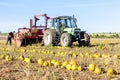 pumpkin field with a tractor during the harvest, Lower Austria Royalty Free Stock Photo