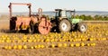 pumpkin field with a tractor during the harvest, Lower Austria Royalty Free Stock Photo