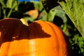 A Pumpkin on a Filed