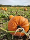 In the pumpkin firld