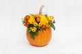 Pumpkin autum ncolorful flower arrangement on white background. Isolated. Royalty Free Stock Photo