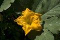 Pumpkin flower