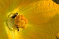 Pumpkin flower and bees Royalty Free Stock Photo