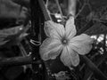 a pumpkin flower in black and white. the photo was made closely