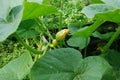 Pumpkin flower with Bud Royalty Free Stock Photo