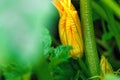 Pumpkin flower bud in the ground in the garden. Green leaves of a flower macro close-up Royalty Free Stock Photo
