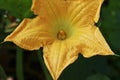 Pumpkin Flower Bud growing in the garden Royalty Free Stock Photo