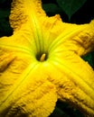 Pumpkin flower in close up