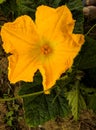 Pumpkin flower closeup