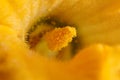 Pumpkin flower detail pollen